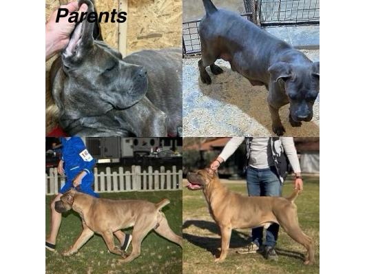 Cane Corso